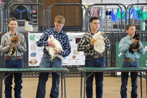 boys in the poultry show with their chickens