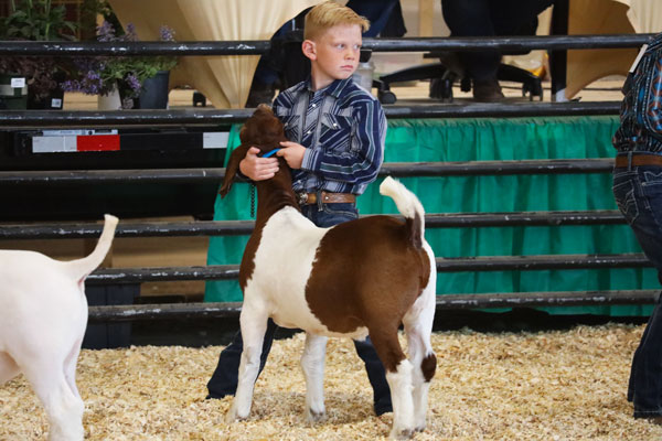 Goat show