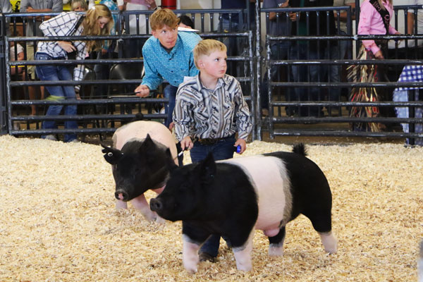 two boys competing in the swine show